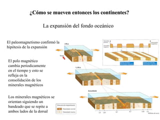 ¿Cómo se mueven entonces los continentes? La expansión del fondo oceánico El paleomagnetismo confirmó la hipótesis de la expansión El polo magnético cambia periodicamente en el tiempo y esto se refleja en la consolidación de los minerales magnéticos Los minerales magnéticos se orientan siguiendo un bandeado que se repite a ambos lados de la dorsal 