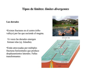 Tipos de límites:  límites divergentes Las dorsales Existen fracturas en el centro (rifts-valleys) por las que asciende el magma. A veces las dorsales emergen forman islas (ej. Islandia). Están atravesadas por múltiples fracturas horizontales que producen desplazamientos laterales. Fallas transformantes  
