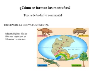 ¿Cómo se forman las montañas? Teoría de la deriva continental PRUEBAS DE LA DERIVA CONTINENTAL Paleontológicas: fósiles idénticos repartidos en diferentes continentes 