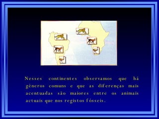 Nesses continentes observamos que há géneros comuns e que as diferenças mais acentuadas são maiores entre os animais actuais que nos registos fósseis. 