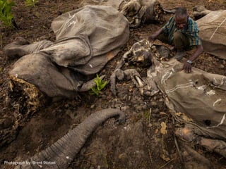 Photograph by: Brent Stirton

 