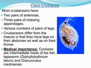 medical importance of ARTHROPODS | PPTX