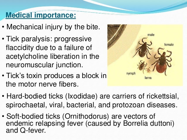 medical importance of ARTHROPODS