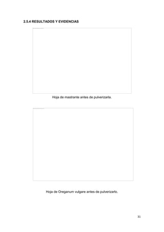2.5.4 RESULTADOS Y EVIDENCIAS

Hoja de mastrante antes de pulverizarla.

Hoja de Oreganum vulgare antes de pulverizarlo.

31

 