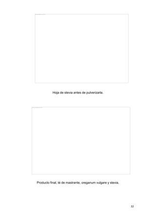 Hoja de stevia antes de pulverizarla.

Producto final, té de mastrante, oreganum vulgare y stevia.

32

 