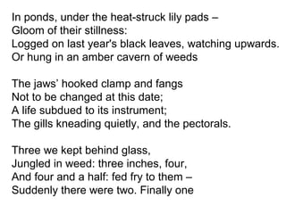 In ponds, under the heat-struck lily pads –
Gloom of their stillness:
Logged on last year's black leaves, watching upwards.
Or hung in an amber cavern of weeds
The jaws’ hooked clamp and fangs
Not to be changed at this date;
A life subdued to its instrument;
The gills kneading quietly, and the pectorals.
Three we kept behind glass,
Jungled in weed: three inches, four,
And four and a half: fed fry to them –
Suddenly there were two. Finally one
 