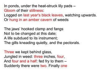 In ponds, under the heat-struck lily pads –
Gloom of their stillness:
Logged on last year's black leaves, watching upwards.
Or hung in an amber cavern of weeds
The jaws’ hooked clamp and fangs
Not to be changed at this date;
A life subdued to its instrument;
The gills kneading quietly, and the pectorals.
Three we kept behind glass,
Jungled in weed: three inches, four,
And four and a half: fed fry to them –
Suddenly there were two. Finally one
 