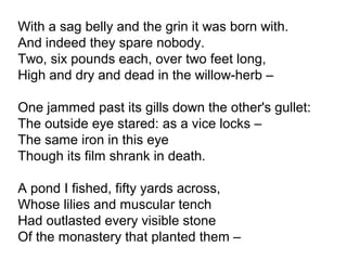 With a sag belly and the grin it was born with.
And indeed they spare nobody.
Two, six pounds each, over two feet long,
High and dry and dead in the willow-herb –
One jammed past its gills down the other's gullet:
The outside eye stared: as a vice locks –
The same iron in this eye
Though its film shrank in death.
A pond I fished, fifty yards across,
Whose lilies and muscular tench
Had outlasted every visible stone
Of the monastery that planted them –
 