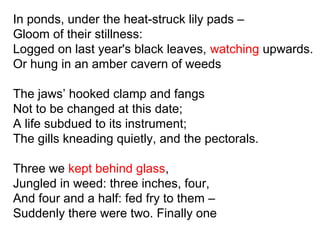 In ponds, under the heat-struck lily pads –
Gloom of their stillness:
Logged on last year's black leaves, watching upwards.
Or hung in an amber cavern of weeds
The jaws’ hooked clamp and fangs
Not to be changed at this date;
A life subdued to its instrument;
The gills kneading quietly, and the pectorals.
Three we kept behind glass,
Jungled in weed: three inches, four,
And four and a half: fed fry to them –
Suddenly there were two. Finally one
 