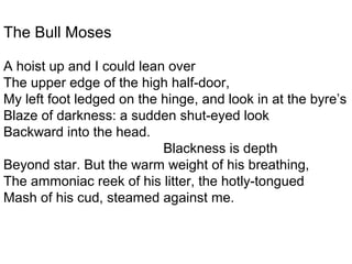 The Bull Moses
A hoist up and I could lean over
The upper edge of the high half-door,
My left foot ledged on the hinge, and look in at the byre’s
Blaze of darkness: a sudden shut-eyed look
Backward into the head.
Blackness is depth
Beyond star. But the warm weight of his breathing,
The ammoniac reek of his litter, the hotly-tongued
Mash of his cud, steamed against me.
 