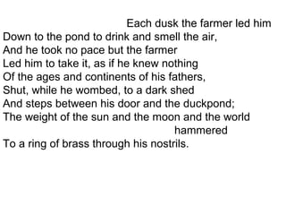 Each dusk the farmer led him
Down to the pond to drink and smell the air,
And he took no pace but the farmer
Led him to take it, as if he knew nothing
Of the ages and continents of his fathers,
Shut, while he wombed, to a dark shed
And steps between his door and the duckpond;
The weight of the sun and the moon and the world
hammered
To a ring of brass through his nostrils.
 