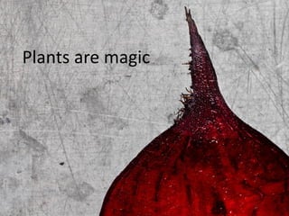 Plants are magic

 