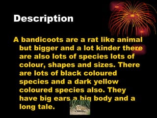 Description A bandicoots are a rat  like animal  but bigger and a lot  kinder there  are also lots of species  lots of colour, shapes and sizes. There are lots of black coloured species and a dark yellow coloured species also. They have big ears a big body and a long tale.  