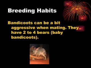 Breeding Habits Bandicoots can be a bit aggressive when mating. They have 2 to 4 bears (baby bandicoots). 