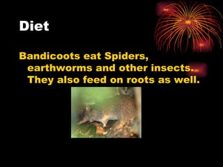 Diet Bandicoots eat Spiders, earthworms and other insects. They also feed on roots as well. 