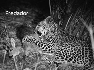 Predador
 