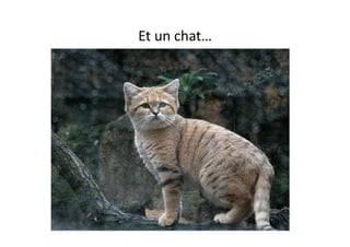 Et	
  un	
  chat…	
  
 