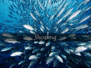Shoaling
 