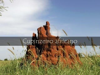 Cupinzeiro africano
 