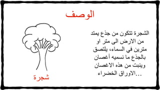 ‫الشجرة‬‫تتكون‬‫من‬‫جذع‬‫يمتد‬
‫من‬‫االرض‬‫الى‬‫متر‬‫او‬
‫مترين‬‫في‬‫السماء‬،‫يلتصق‬
‫بالجذع‬‫ما‬‫نسميه‬‫أغصان‬
‫وينبت‬‫من‬‫هذه‬‫االغصان‬
‫االوراق‬‫الخضراء‬ …
‫الوصف‬
‫شجرة‬
 