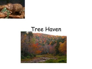 Tree Haven 
