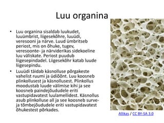 Luu organina
• Luu organina sisaldab luukudet,
  luuümbrist, liigesekõhre, luuüdi,
  veresooni ja närve. Luud ümbritseb
  periost, mis on õhuke, tugev,
  veresoonte- ja närviderikas sidekoeline
  luu väliskate. Periost puudub
  liigesepindadel. Liigesekõhr katab luude
  liigesepindu.
• Luuüdi täidab käsnolluse põrgakeste
  vahelist ruumi ja üdiõõnt. Luu koosneb
  plinkollusest ja käsnollusest. Plinkollus
  moodustab luude välimise kihi ja see
  koosneb paindejõududele eriti
  vastupidavatest luulamellidest. Käsnollus
  asub plinkolluse all ja see koosneb surve-
  ja tõmbejõududele eriti vastupidavatest
  õhukestest põrkades.
                                               Allikas / CC BY-SA 3.0
 