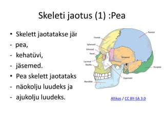 Skeleti jaotus (1) :Pea
•   Skelett jaotatakse järgmiselt:
-   pea,
-   kehatüvi,
-   jäsemed.
•   Pea skelett jaotatakse
-   näokolju luudeks ja
-   ajukolju luudeks.                Allikas / CC BY-SA 3.0
 