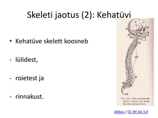 Skeleti jaotus (2): Kehatüvi

• Kehatüve skelett koosneb

- lülidest,

- roietest ja

- rinnakust.

                             Allikas / CC BY-SA 3.0
 