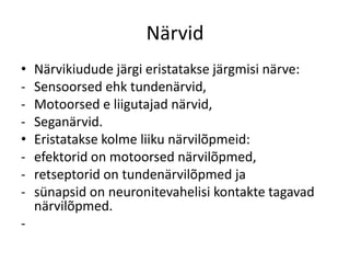Närvid
•   Närvikiudude järgi eristatakse järgmisi närve:
-   Sensoorsed ehk tundenärvid,
-   Motoorsed e liigutajad närvid,
-   Seganärvid.
•   Eristatakse kolme liiku närvilõpmeid:
-   efektorid on motoorsed närvilõpmed,
-   retseptorid on tundenärvilõpmed ja
-   sünapsid on neuronitevahelisi kontakte tagavad
    närvilõpmed.
-
 