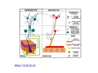 Allikas / CC BY-SA 3.0
 