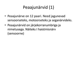 Peaajunärvid (1)
• Peaajunärve on 12 paari. Need jagunevad
  sensoorseteks, motoorseteks ja seganärvideks.
• Peaajunärvid on järjekorranumbriga ja
  nimetusega. Näiteks I haistmisnärv
  (sensoorne)
 