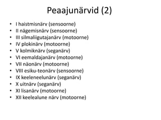 Peaajunärvid (2)
•   I haistmisnärv (sensoorne)
•   II nägemisnärv (sensoorne)
•   III silmaliigutajanärv (motoorne)
•   IV plokinärv (motoorne)
•   V kolmiknärv (seganärv)
•   VI eemaldajanärv (motoorne)
•   VII näonärv (motoorne)
•   VIII esiku-teonärv (sensoorne)
•   IX keeleneelunärv (seganärv)
•   X uitnärv (seganärv)
•   XI lisanärv (motoorne)
•   XII keelealune närv (motoorne)
 