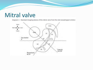 Mitral valve
 