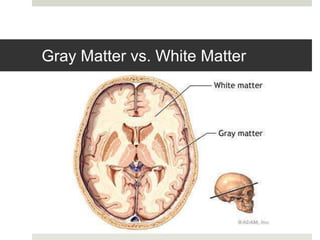 Gray Matter vs. White Matter
 