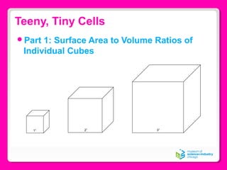 Teeny, Tiny Cells
Part 1: Surface Area to Volume Ratios of
Individual Cubes
1” 2” 3”
 