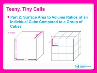 Teeny, Tiny Cells
Part 2: Surface Area to Volume Ratios of an
Individual Cube Compared to a Group of
Cubes
3”
3”
3”
6 sides
1”
1”
1”
 