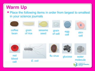 Warm Up
Place the following items in order from largest to smallest
in your science journals
coffee
bean
E. coli
egg
cell
flu virus glucosered
blood
cell
grain
of rice
grain
of salt
water
molecule
skin
cell
sesame
seed
 
