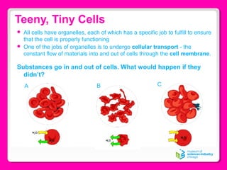 Teeny, Tiny Cells
 All cells have organelles, each of which has a specific job to fulfill to ensure
that the cell is properly functioning
 One of the jobs of organelles is to undergo cellular transport - the
constant flow of materials into and out of cells through the cell membrane.
Substances go in and out of cells. What would happen if they
didn’t?
BA C
 