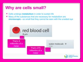 Why are cells small?
 Cells undergo metabolism in order to sustain life
 Many of the substances that are necessary for metabolism are
microscopic - so small that they cannot be seen with the unaided eye
That’s 8
millionths of a
meter
That’s 8
millionths of a
meter
That’s 275
trillionths of a
meter
That’s 275
trillionths of a
meter
 