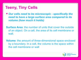 Teeny, Tiny Cells
Our cells need to be microscopic - specifically the
need to have a large surface area compared to its
volume (how much it holds)
Surface Area: the number of units that cover the outside
of an object. On a cell, the area of its cell membrane or
wall.
Volume: the amount of three-dimensional space enclosed
by a boundary. In a cell, the volume is the space within
the cell membrane or wall
 