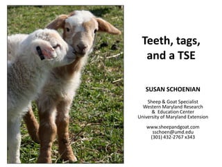 Teeth, tags, and a TSE SUSAN SCHOENIANSheep & Goat SpecialistWestern Maryland Research &  Education CenterUniversity of Maryland Extensionwww.sheepandgoat.comsschoen@umd.edu(301) 432-2767 x343 