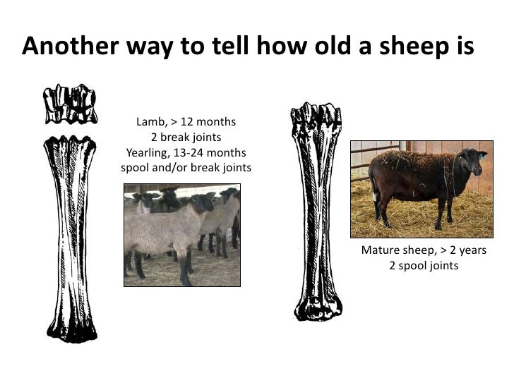 Teeth, tags, and a TSE