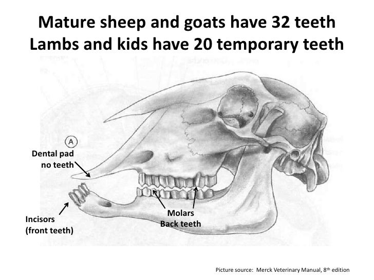 Teeth, tags, and a TSE