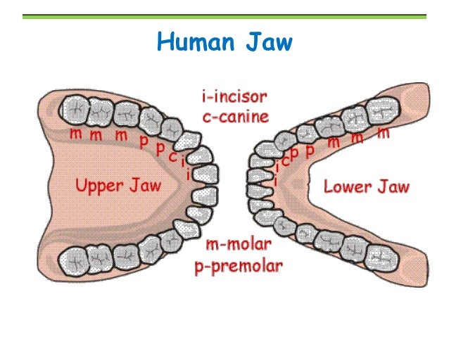 Human Teeth Names Diagram - Diagram Media.