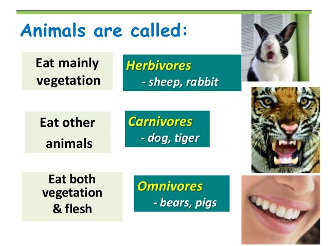 List Of Human Grade Dog Food List Of Human Grade Dog Food