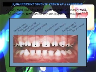 ―2: Baby teeth and adult teeth. 2 sets of teeth: 20 primary teeth,
32 permanent teeth (unless any are congenitally missing).‖

 