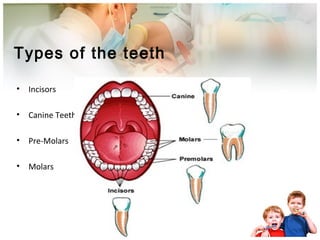 Types of the teeth
• Incisors
• Canine Teeth
• Pre-Molars
• Molars
 