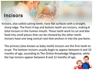 Incisors
Incisors, also called cutting teeth, have flat surfaces with a straight,
sharp edge. The front 4 top and bottom teeth are incisors, making 8
total incisors in the human mouth. These teeth work to cut and bite
food into small pieces that can be chewed by the other teeth.
Incisors have one long conical root that anchors it into the jaw bone.
The primary (also known as baby teeth) incisors are the first teeth to
erupt. The bottom incisors usually begin to appear between 6 and 10
months of age, according to The Online Knowledge Magazine, while
the top incisors appear between 8 and 12 months of age.
 