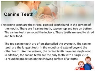 Canine Teeth
The canine teeth are the strong, pointed teeth found in the corners of
the mouth. There are 4 canine teeth, two on top and two on bottom.
The canine teeth surround the incisors. These teeth are used to shred
and tear food.
The top canine teeth are often also called the eyeteeth. The canine
teeth are the longest teeth in the mouth and extend beyond the
other teeth. Like the incisors, the canine teeth have one single root.
In addition, the canine teeth are the only teeth with a single cusp
(a rounded projection on the chewing surface of a tooth).
 