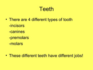 Teeth
• There are 4 different types of tooth
-incisors
-canines
-premolars
-molars
• These different teeth have different jobs!